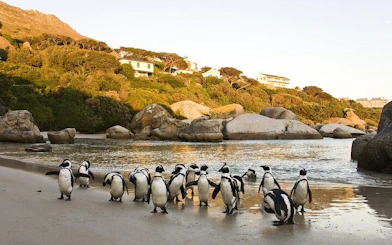Cape Town Private Cape Peninsula and Penguin Sea Kayak Tour with Cape of Good Hope Visit