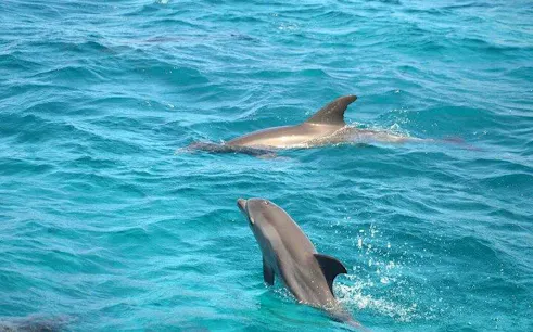 Dolphins swimming in clear blue water, Sharm El Sheikh.