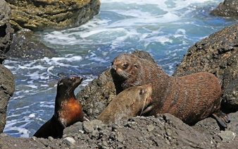 cape peninsula private tour with guided seal snorkeling at duiker island-7