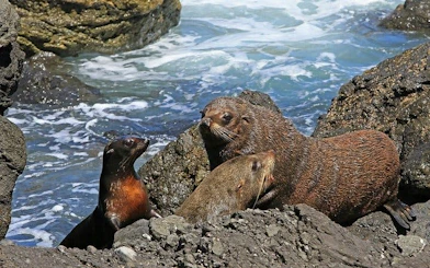 Cape Peninsula Private Tour with Guided Seal Snorkeling at Duiker Island