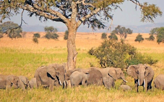 Elephants grazing under a tree in the savannah, Zanzibar, Tanzania.
