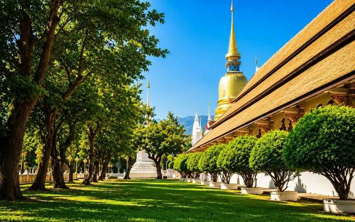 Wat Suan Dok temple grounds with golden stupa and trees, Chiang Mai tour.