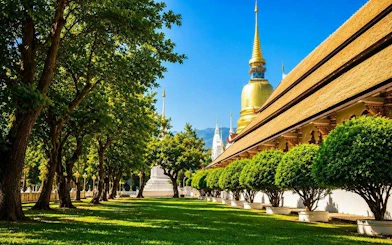 Wat Suan Dok temple grounds with golden stupa and trees, Chiang Mai tour.