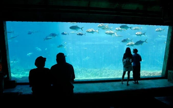 biglietti prenotati in anticipo per le 6 principali attrazioni di città del capo: robben island, table mountain, two oceans aquarium, cape wheel, giardini botanici di kirstenbosch, groot constantia-2
