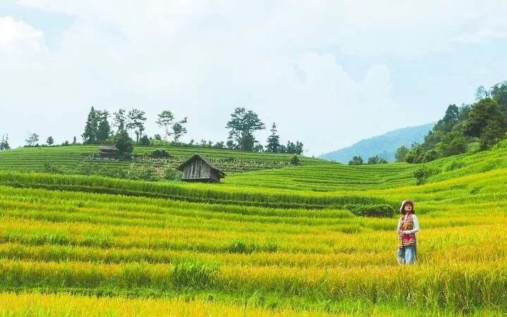Rice terraces in Muong Hoa Valley, Sapa, with a person walking through the fields.