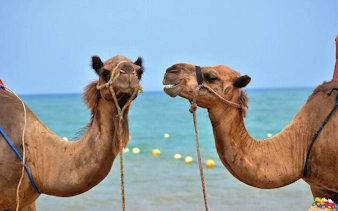 Camels by the sea in Sharm El Sheikh, part of ATV Quad and Blue Hole Canyon tour.