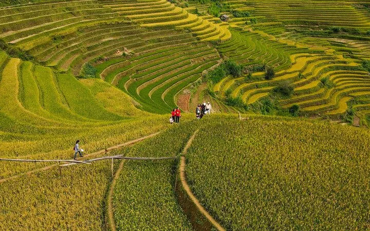 Rice terraces in Mu Cang Chai with tourists walking along paths, Vietnam.