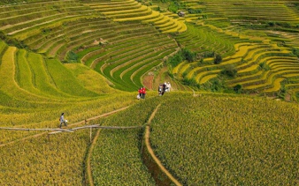 Rice terraces in Mu Cang Chai with tourists walking along paths, Vietnam.