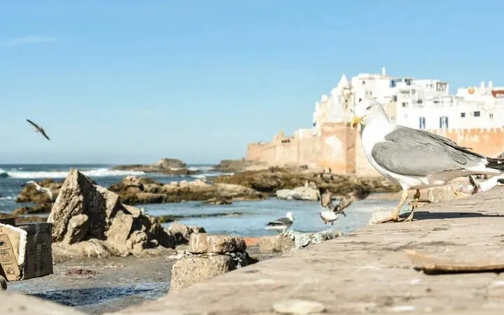 Seagull on Essaouira coast with historic city walls in background, Morocco.