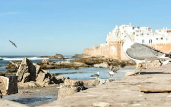 Seagull on Essaouira coast with historic city walls in background, Morocco.