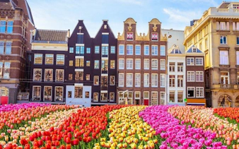 Amsterdam canal houses with colorful tulip field in foreground on self-guided walking tour.