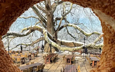 Outdoor dining area under a large tree in Bursa, Turkey, seen through a simit bread.