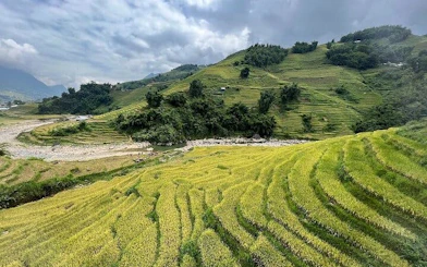 Terraced rice fields in Muong Hoa Valley, Sapa, with lush greenery and distant hills.