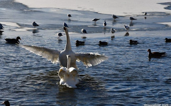 Swans and ducks on a Reykjavik pond during a guided walking tour.