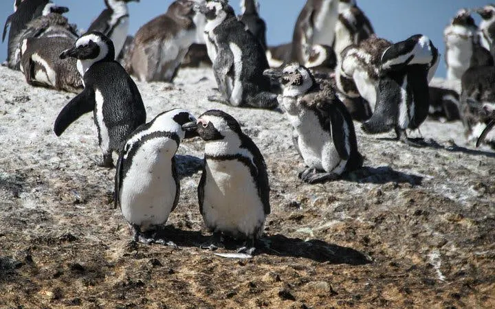 Cape Town Guided Tour: Cape Point and Boulders Beach Penguins with Hotel Transfers Image 10