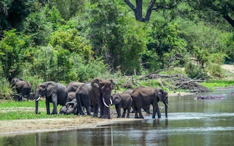 johannesburg'dan kruger ulusal parkı kara safari turu: gün batımı vahşi hayvan gözlem turu ve yemekler dahil-4