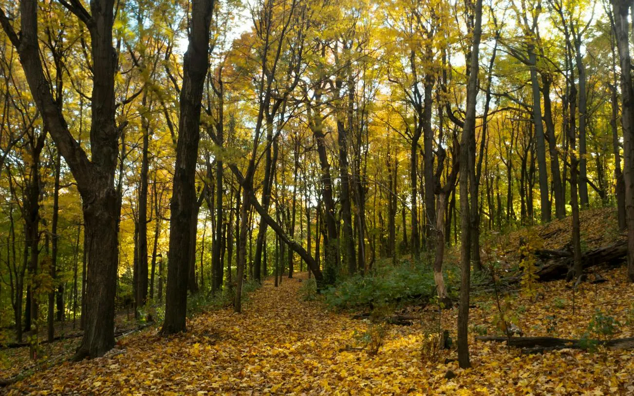 Path through autumn forest on Mount Royal, Montreal, during self-guided audio walk.