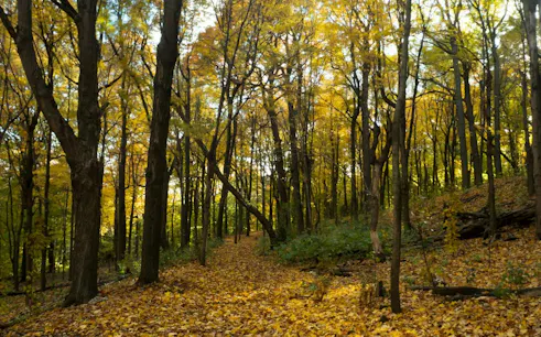 Path through autumn forest on Mount Royal, Montreal, during self-guided audio walk.