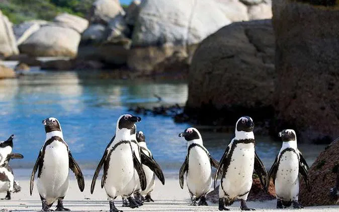 Cape Town Private Cape Peninsula Guided Tour with Luxury Vehicle Image 8