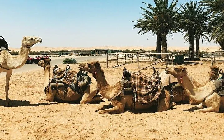 Camel Ride Through the Palmeraie Grove With Transfer - Marrakesh Image 10
