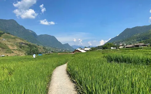 Trekking path through rice fields on Y Linh Ho trail, Sapa, with mountains in the background.