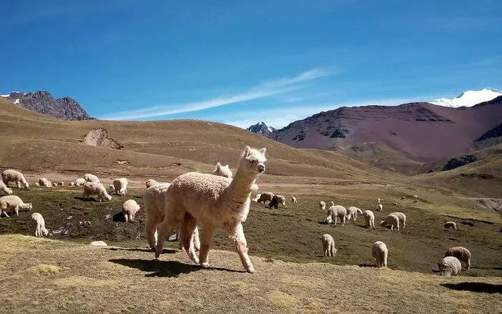 Alpacas grazing on Rainbow Mountain trail, Cusco, with scenic mountain backdrop.