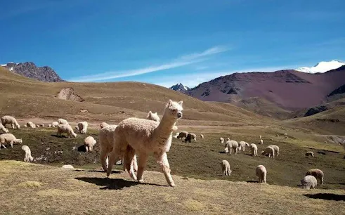 Alpacas grazing on Rainbow Mountain trail, Cusco, with scenic mountain backdrop.