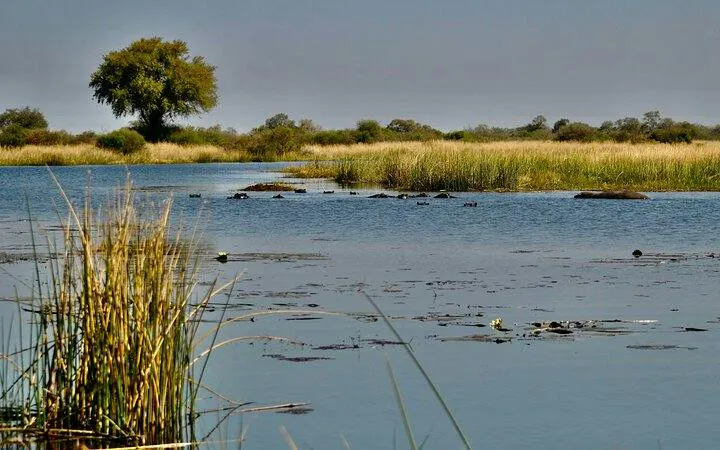 Okavango Delta waterway with reeds and distant tree, Maun Mokoro tour.