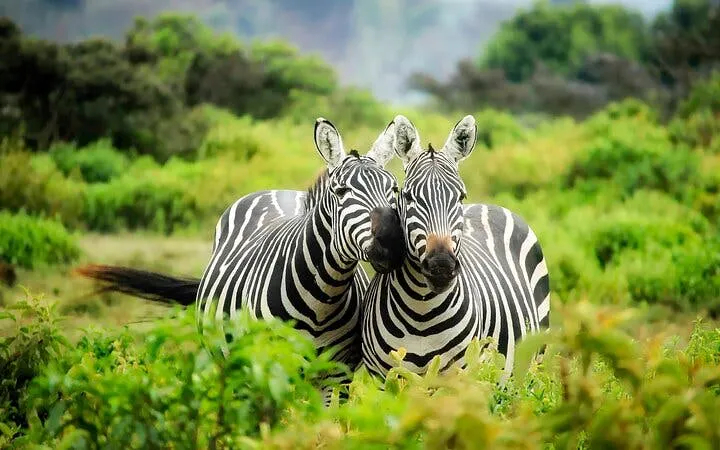 Zebras grazing in Chobe National Park, Botswana, part of the Big 5 safari experience.