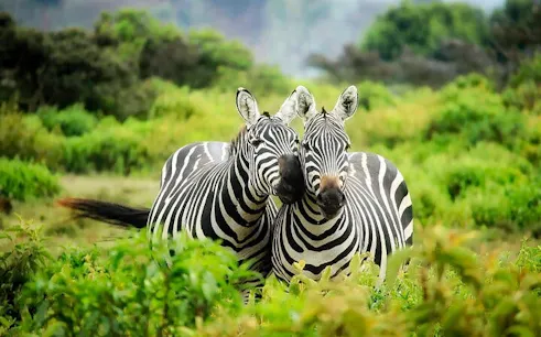 Zebras grazing in Chobe National Park, Botswana, part of the Big 5 safari experience.