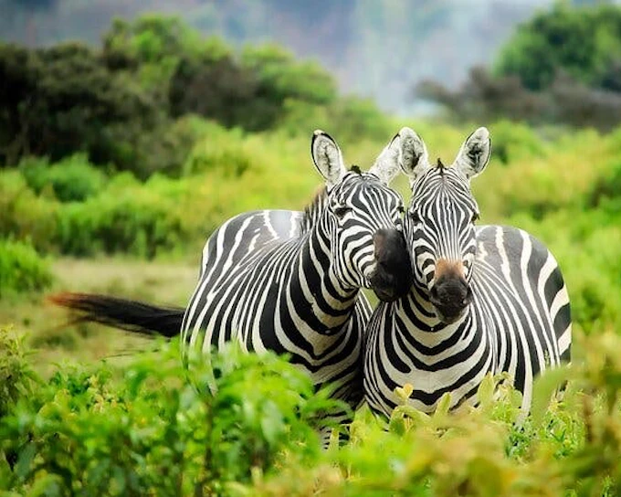 Chobe National Park Guided Safari with Game Drive, River Cruise, Transfers, and Lunch