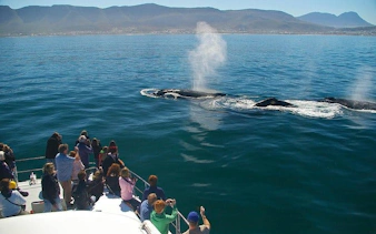 private hermanus whale watching boat tour and hemel-en-aarde wine tasting day trip from cape town-5