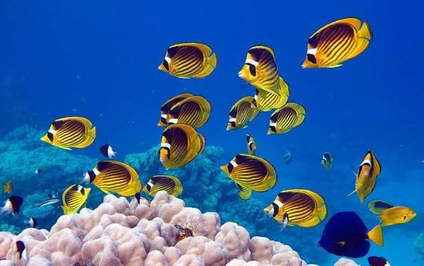 private speed boat to tiran island-3