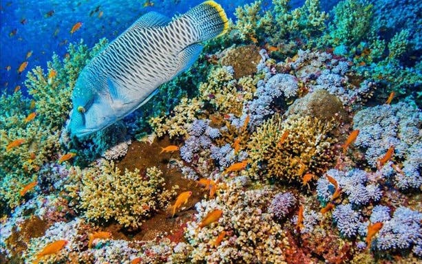 snorkeling day trip to white island by boat in sharm el shei-4