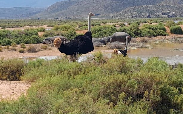 safári na reserva privada de aquila: passeio guiado em grupo reduzido para ver os “big 5”-2