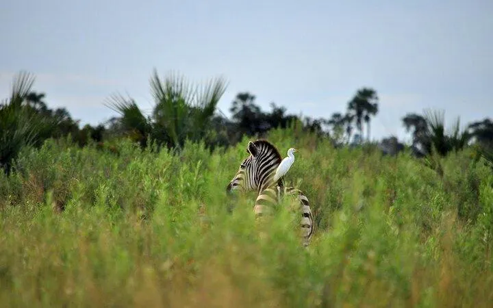 From Zanzibar: 4-Day Private Serengeti National Park Safari with Round-Trip Flig