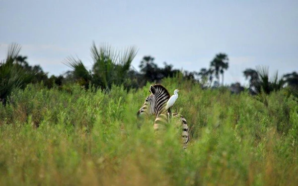 From Zanzibar: 4-Day Private Serengeti National Park Safari with Round-Trip Flights