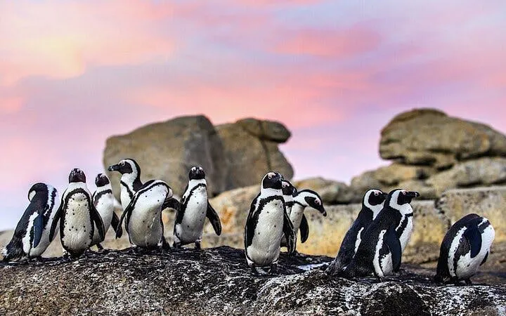 Cape Town Seal Snorkelling, Penguin Colony and Cape of Good Hope Private Tour