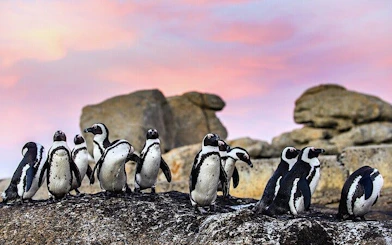 Cape Town Seal Snorkelling, Penguin Colony and Cape of Good Hope Private Tour