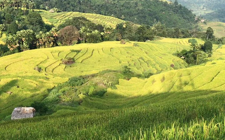 Terraced rice fields in Mu Cang Chai, Vietnam, viewed during a motorbike tour from Sa Pa.