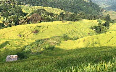 Terraced rice fields in Mu Cang Chai, Vietnam, viewed during a motorbike tour from Sa Pa.