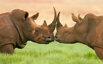 kruger tremisana safari: johannesburg’dan açık araçlı safari turları, orman yürüyüşleri ve eşsiz konaklama deneyimleri-7