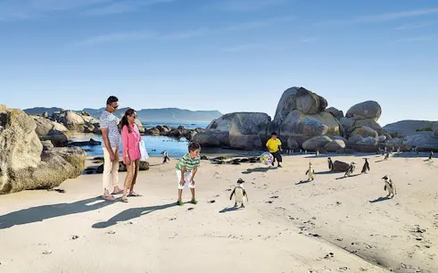 boulders plajı, cape town rehberli turu: penguen kolonisi girişi ve yüzme deneyimi-1