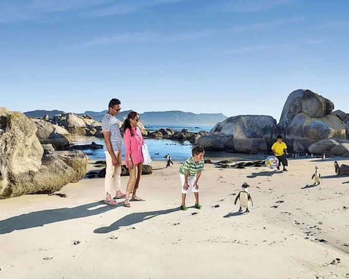 Boulders Beach Cape Town Guided Tour with Penguin Colony Entry and Swimming