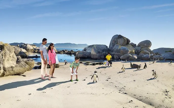 guidet tur til boulders beach i cape town med inngang til pingvinkolonien og svømming-1