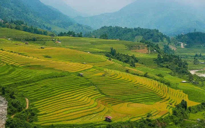 Terraced rice fields in Muong Hoa Valley, Sapa, with lush green hills in the background.