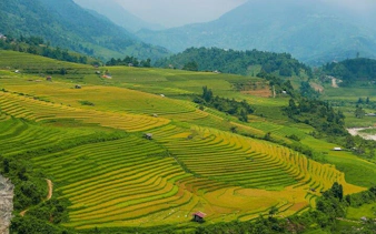 Terraced rice fields in Muong Hoa Valley, Sapa, with lush green hills in the background.