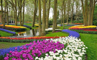 Colorful tulip gardens and trees at Keukenhof Gardens, Netherlands, part of a guided day tour from Brussels.