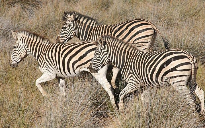 aquila private game reserve: early morning safari drive with big 5 viewing and breakfast-2