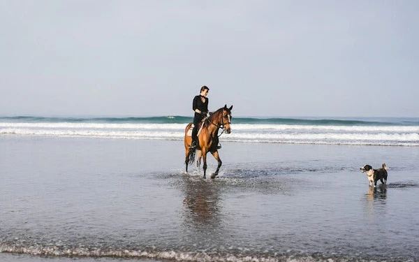 Horse Riding 2 Hours in Nabq Bay beach W/Transfer-Sharm El Sheikh